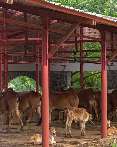 Cattle and calves resting under a red steel shelter at the Pinjarapol Gaushala in Churu